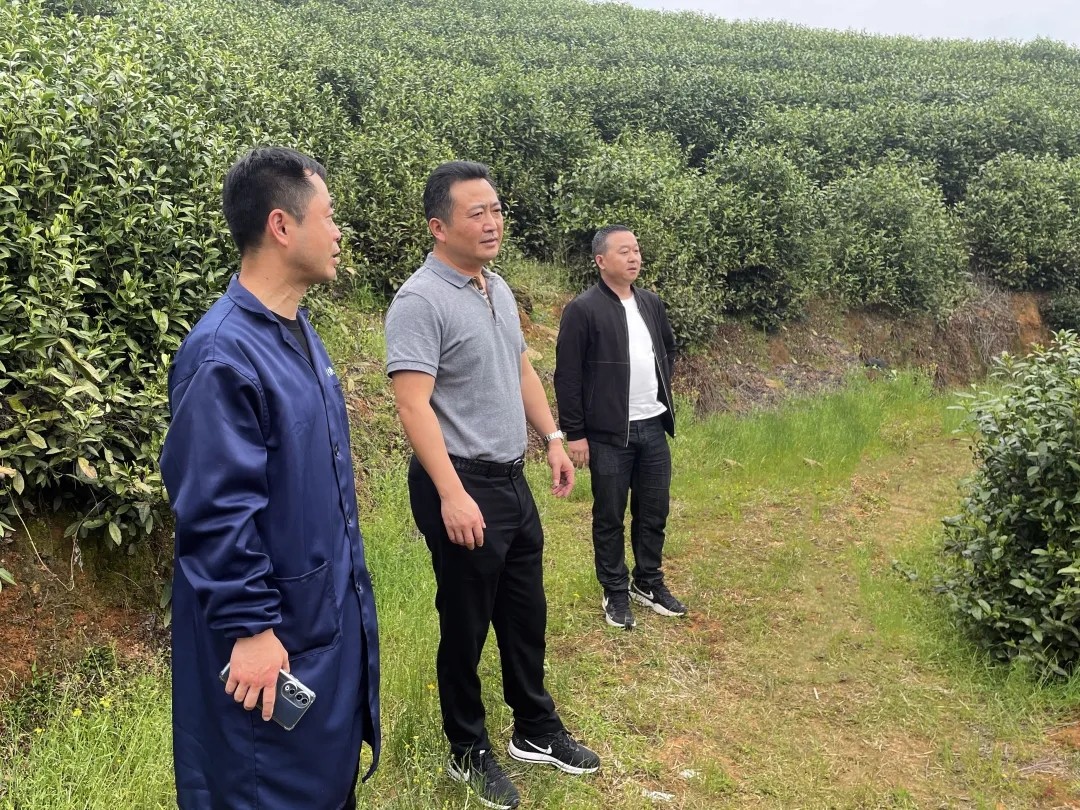 王曉調研靖安武俠春茶采摘生產(chǎn)情況